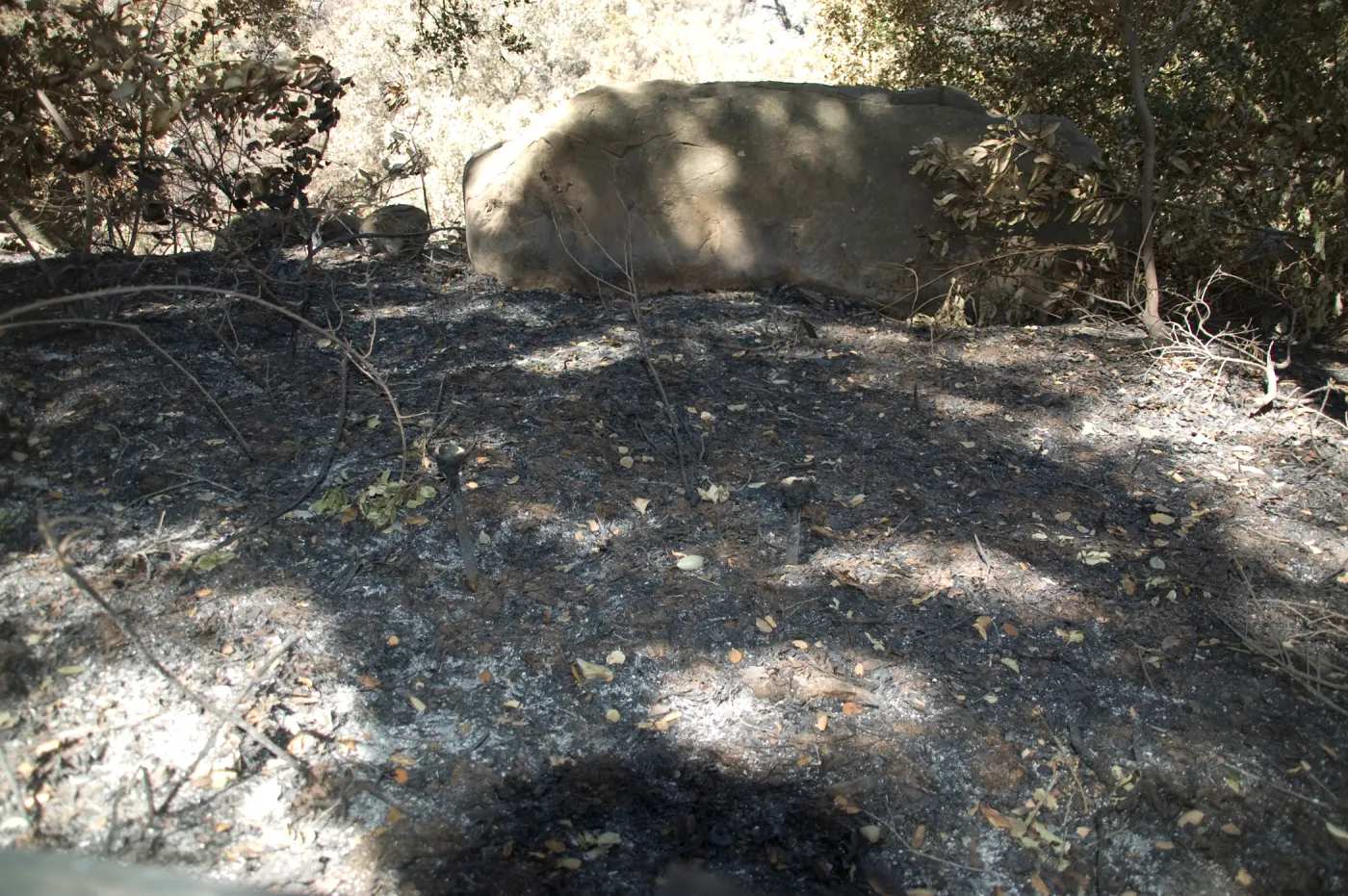 Santa Barbara Botanic Garden after the Jesusita Fire, melted plant labels