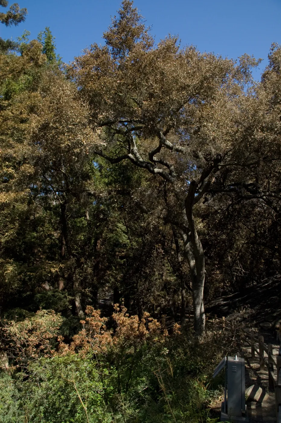 Santa Barbara Botanic Garden after the Jesusita Fire, fire scorched vegetation in Redwood section (Coastal Live Oak)