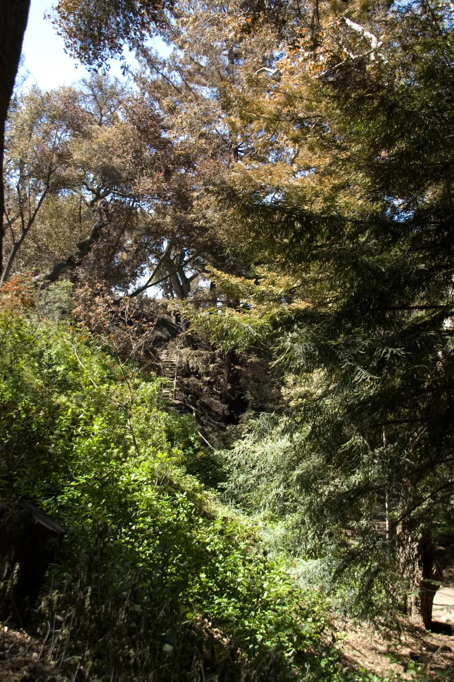 Santa Barbara Botanic Garden after the Jesusita Fire, burned vegetation in Redwood section
