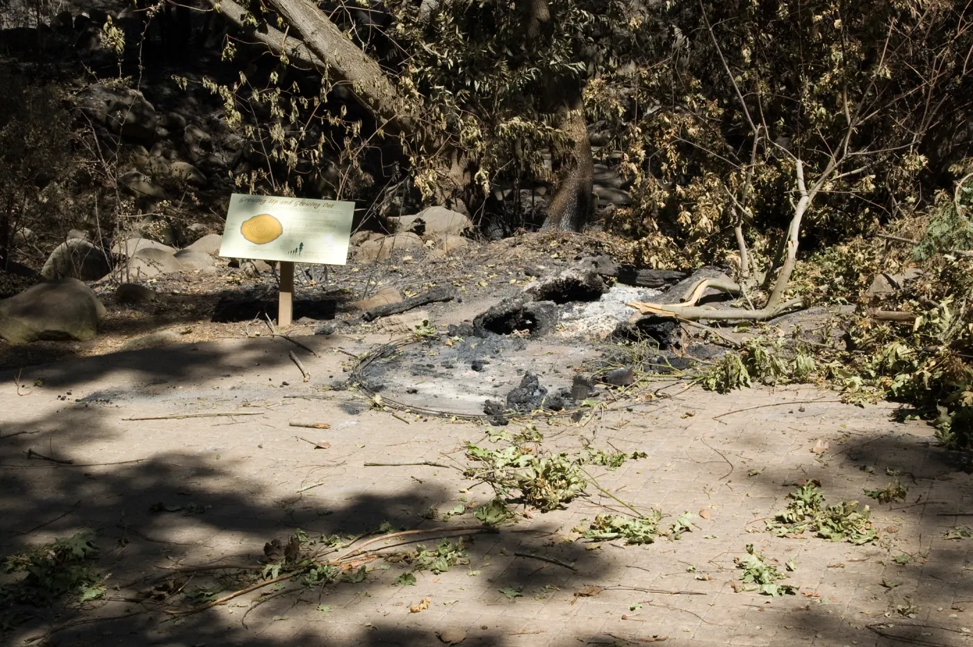 Santa Barbara Botanic Garden after the Jesusita Fire, burned Redwood Cross-section