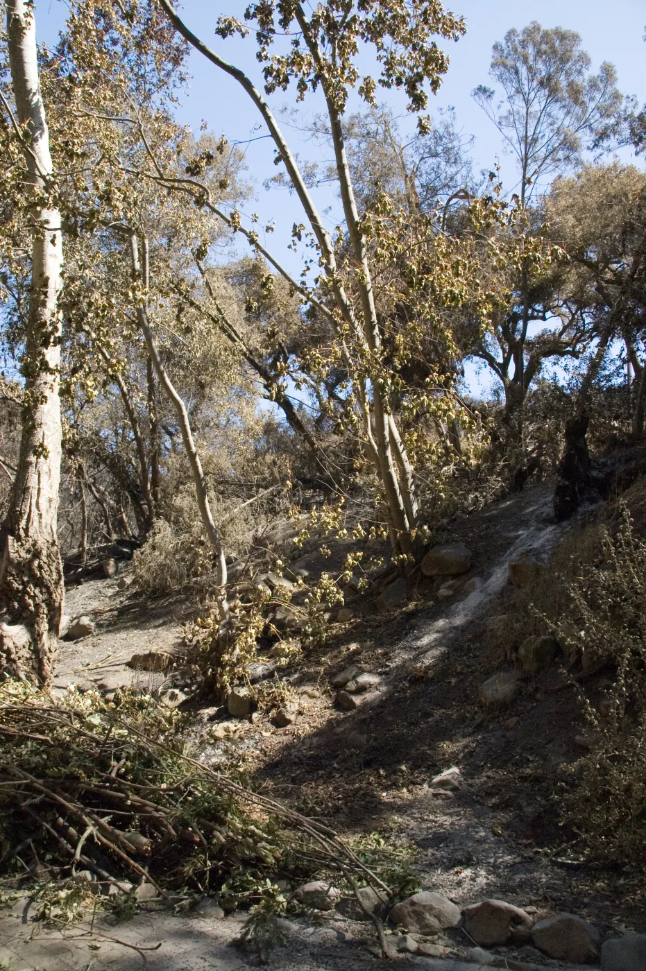 Santa Barbara Botanic Garden after the Jesusita Fire, burned area on Woodland Trail
