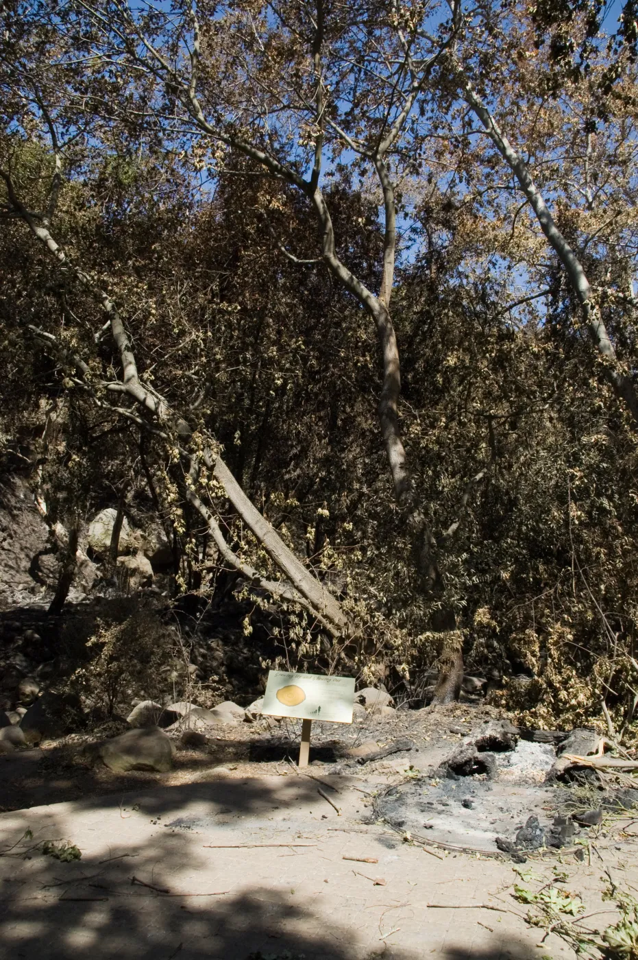 Santa Barbara Botanic Garden after the Jesusita Fire, burned Redwood Cross-section