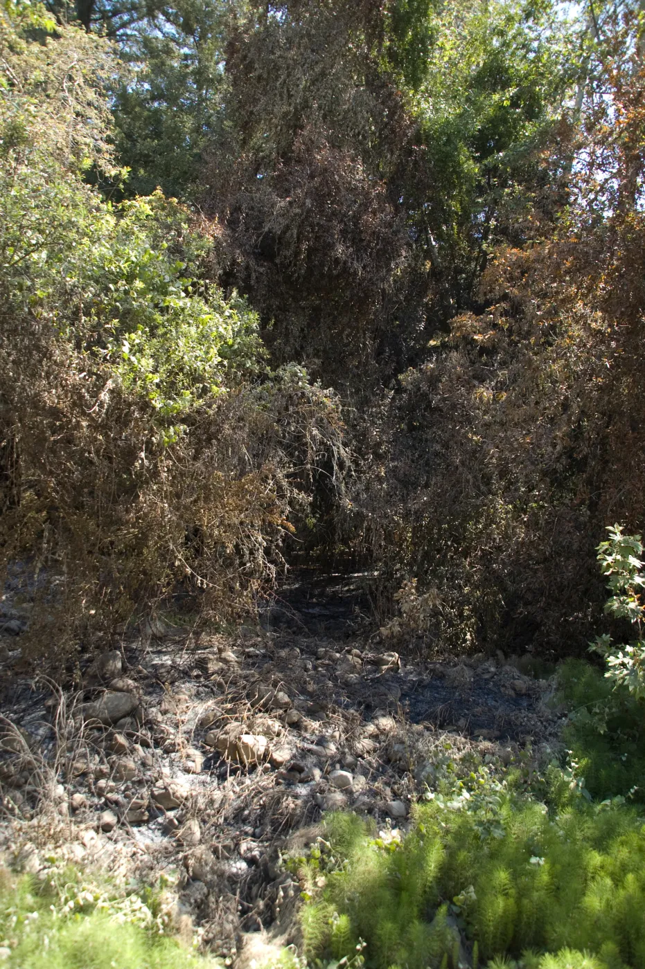 Santa Barbara Botanic Garden after the Jesusita Fire, burned vegetation in Mission Creek