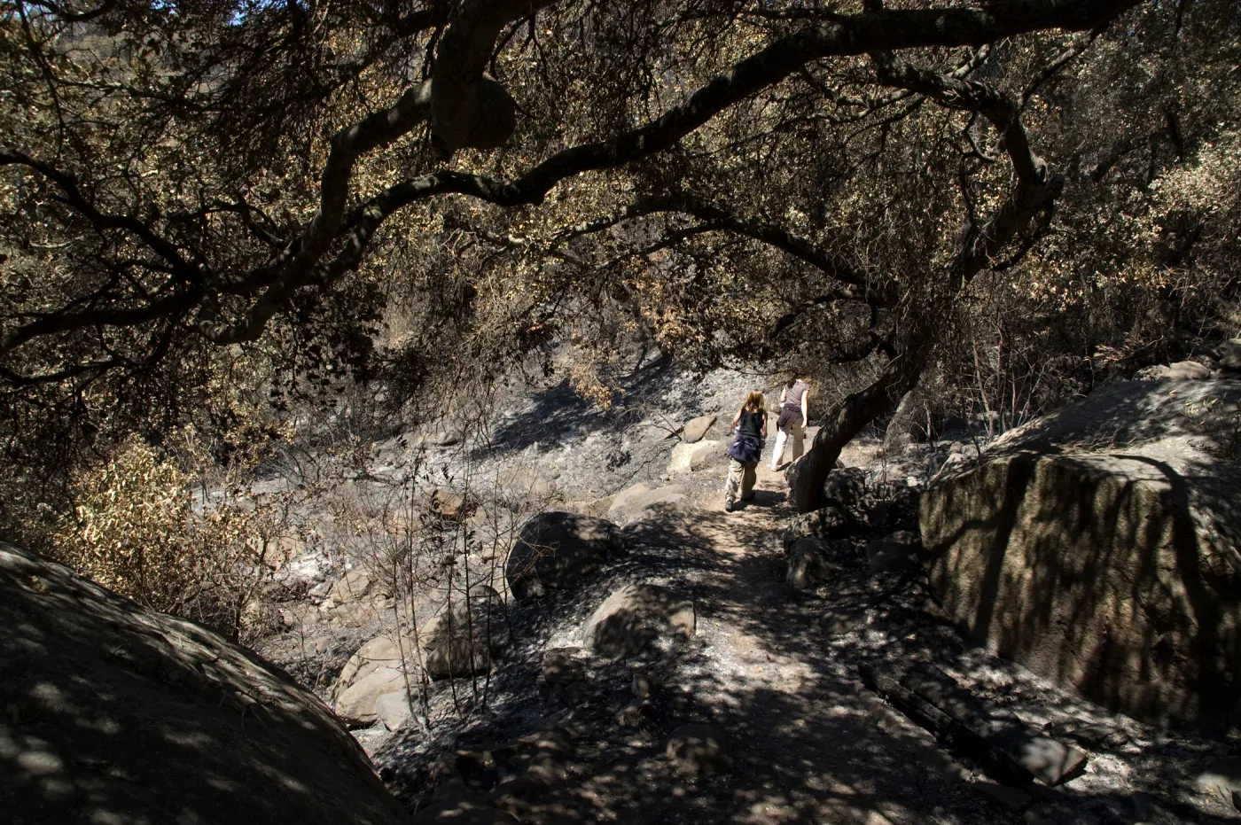 Santa Barbara Botanic Garden after the Jesusita Fire, Pritchett Trail, bench survey