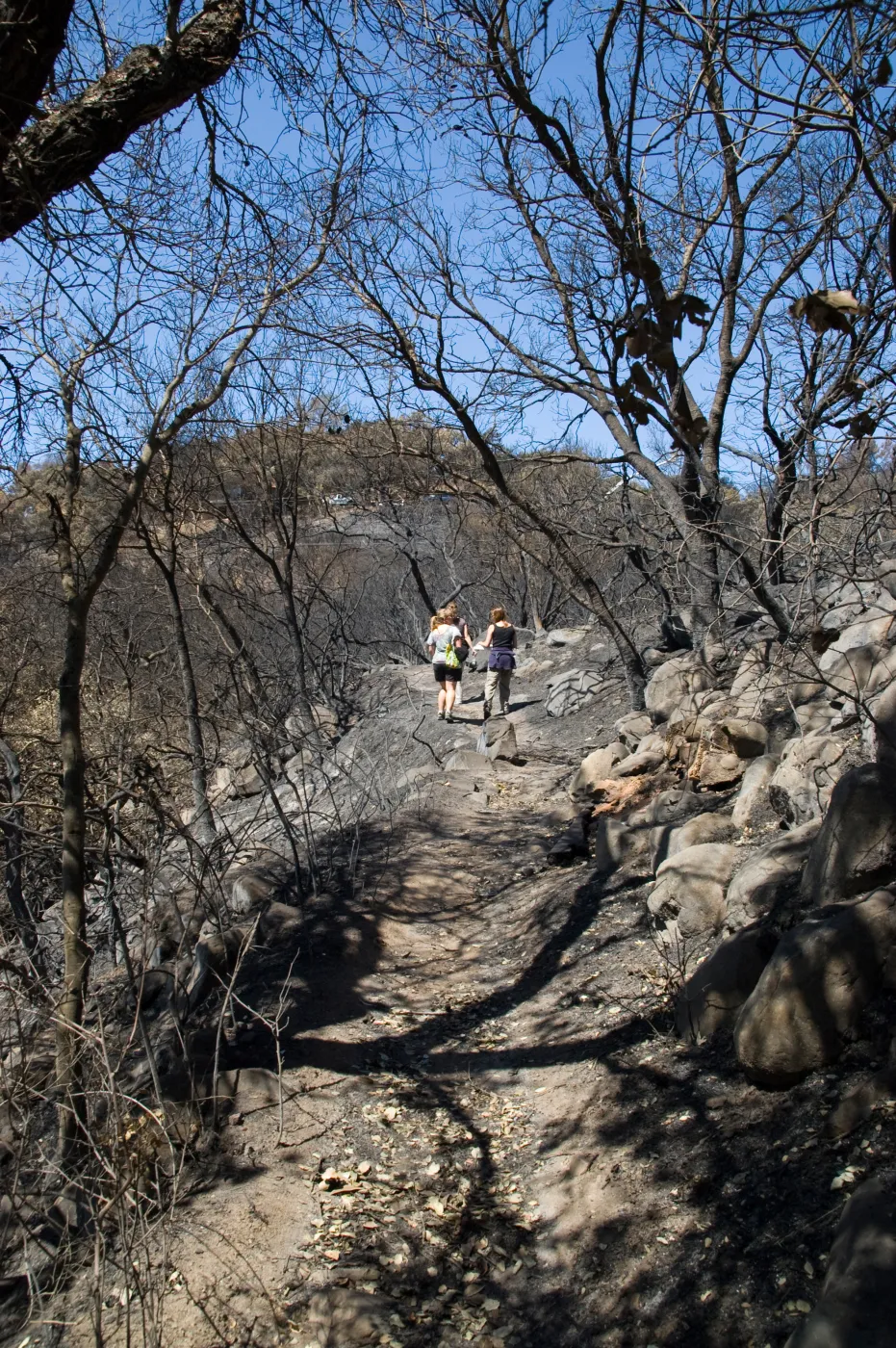 Pritchett Trail after the Jesusita Fire