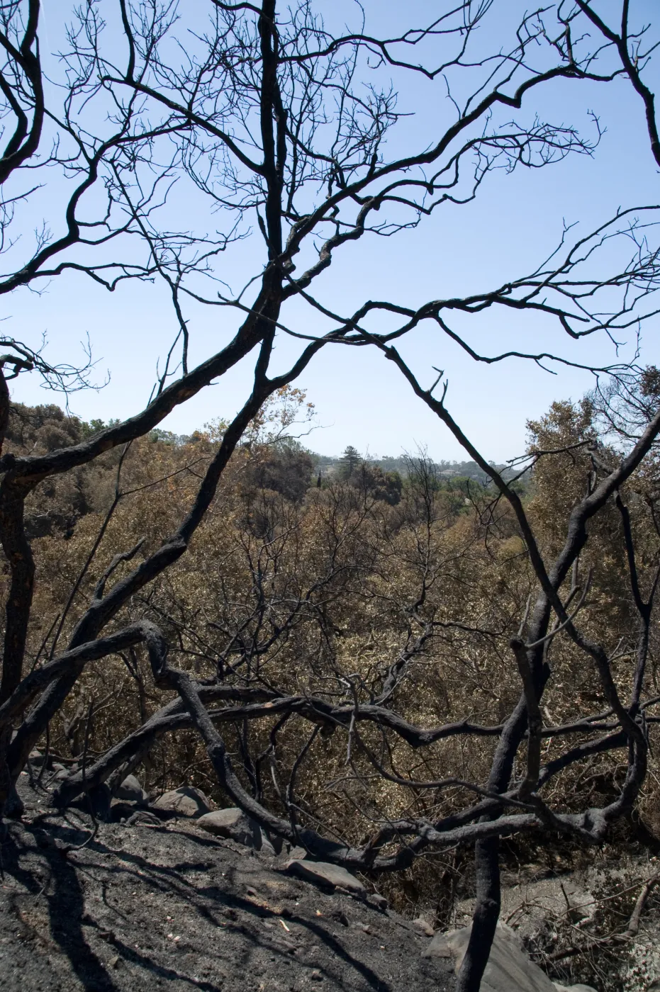 burned canopy above Mission Canyon after the Jesusita Fire
