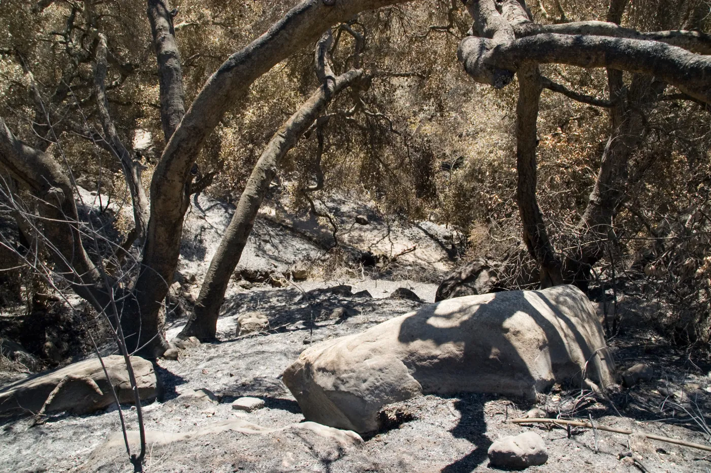 slope below Pritchett Trail after the Jesusita Fire