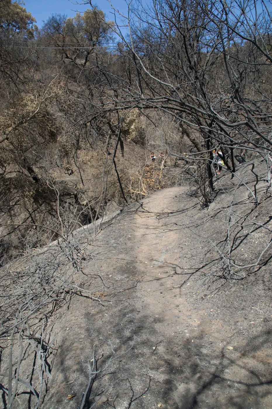 Pritchett Trail after the Jesusita Fire