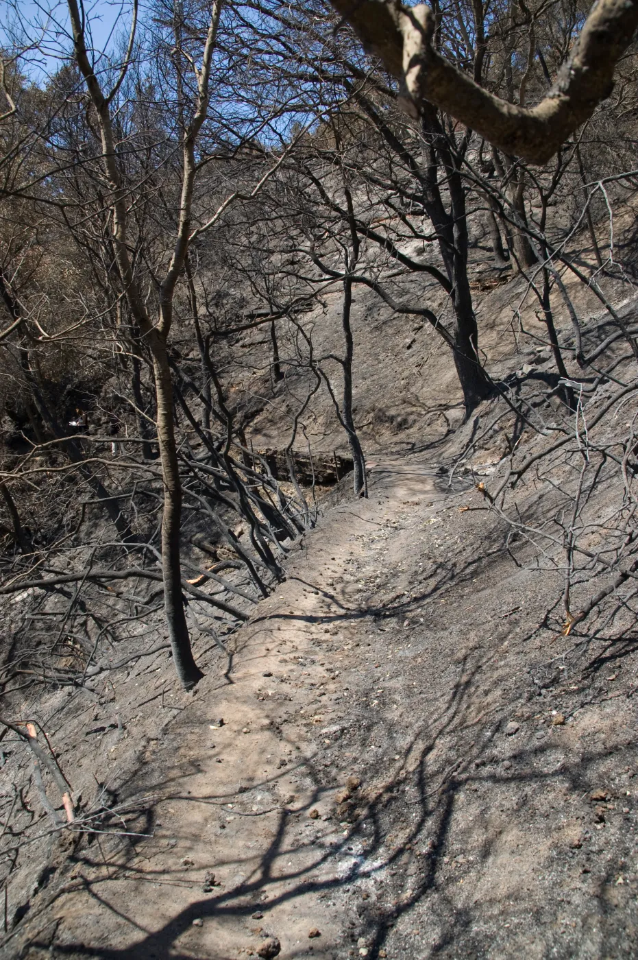 Pritchett Trail with burned railroad tie retaing wall after the Jesusita Fire