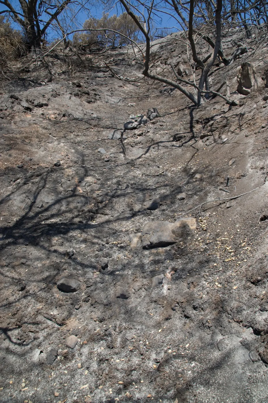 slope along Pritchett Trail after the Jesusita Fire