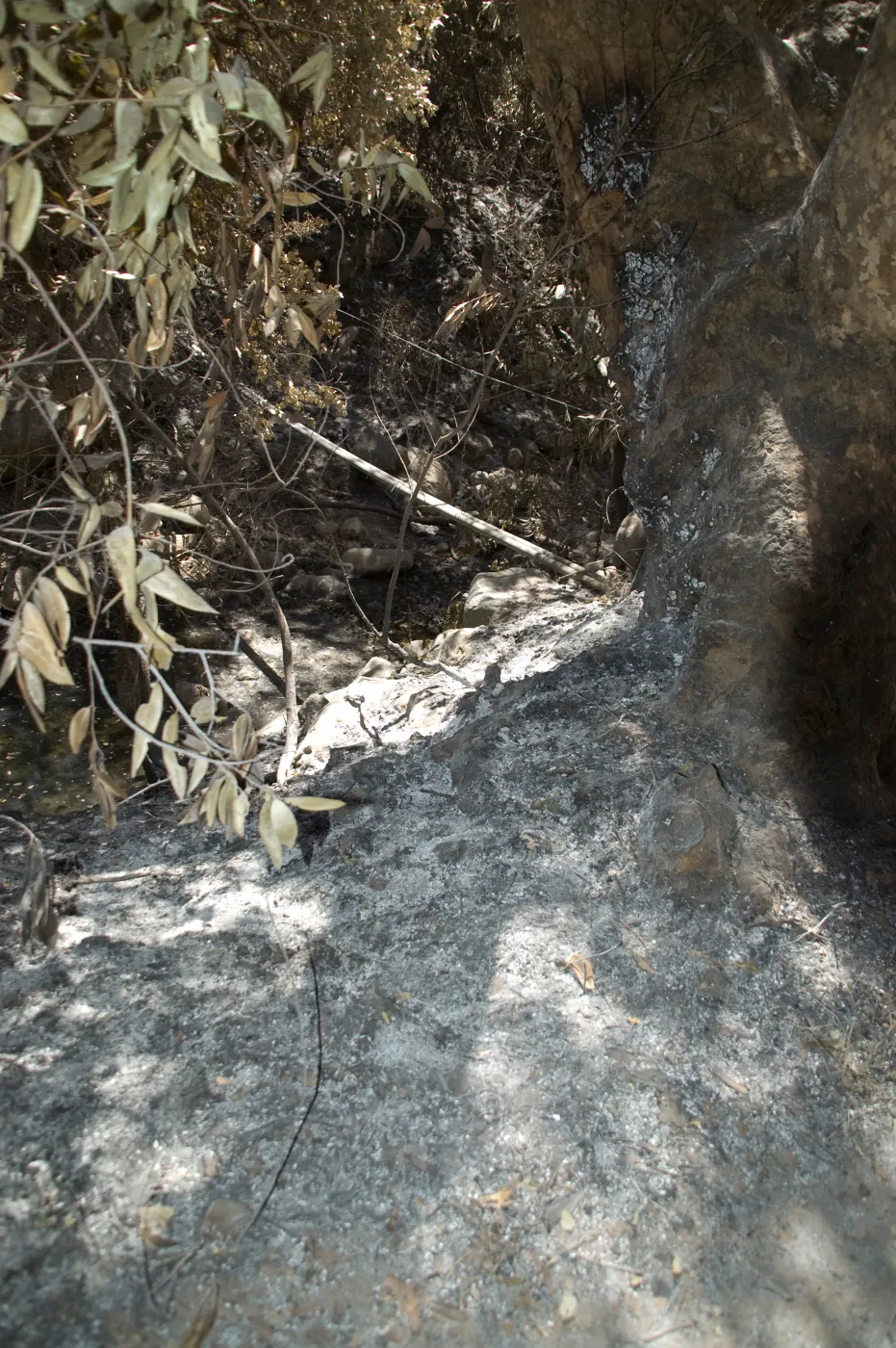 hot white ash and burned out tree trunk after the Jesusita Fire