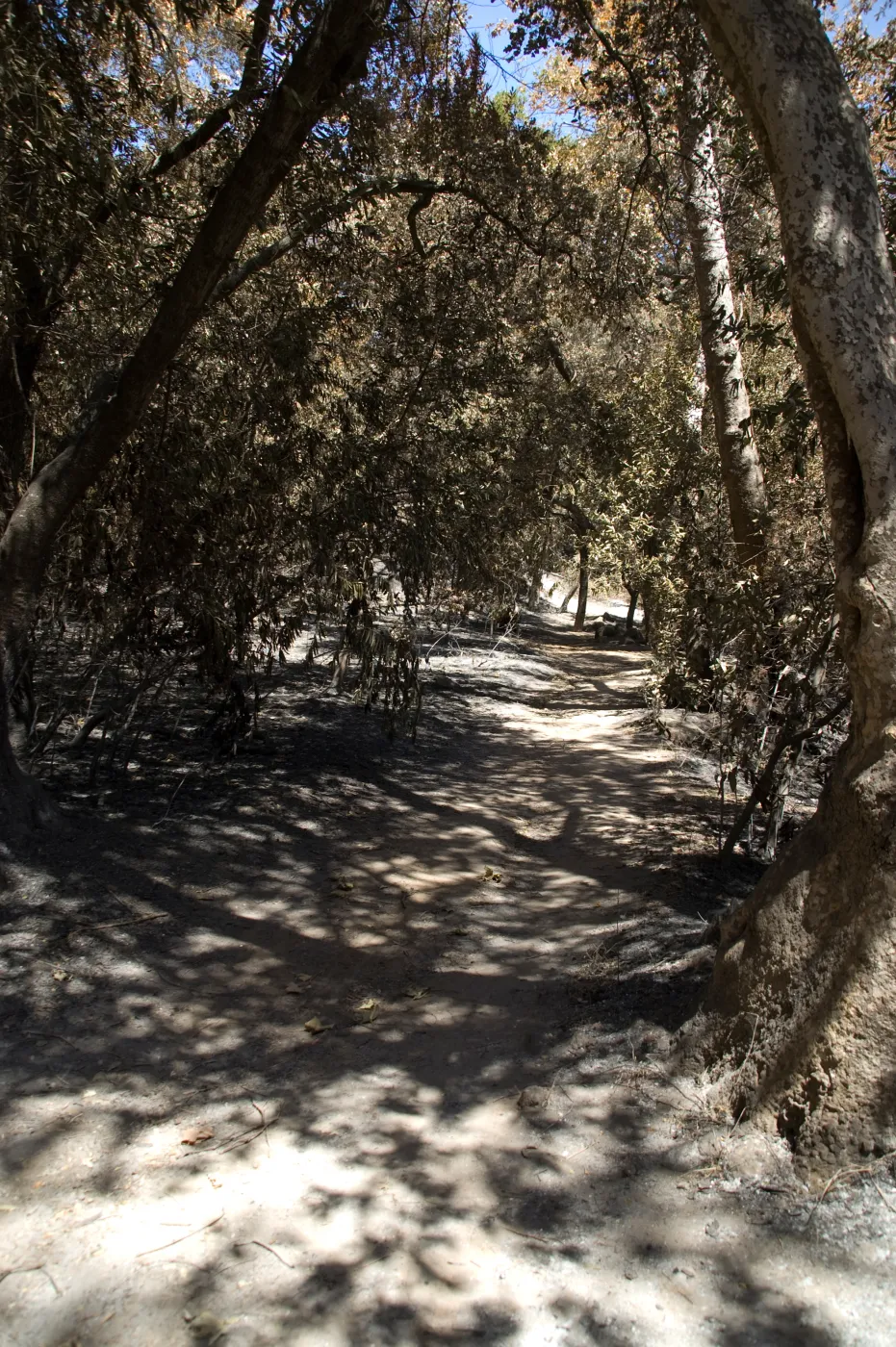 Canyon Trail after the Jesusita Fire
