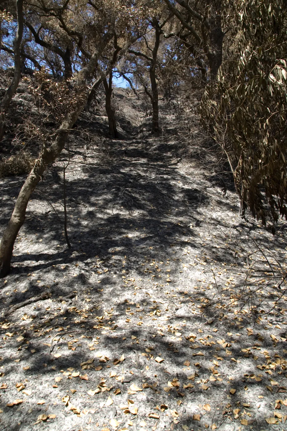 Mission Canyon after the Jesusita Fire