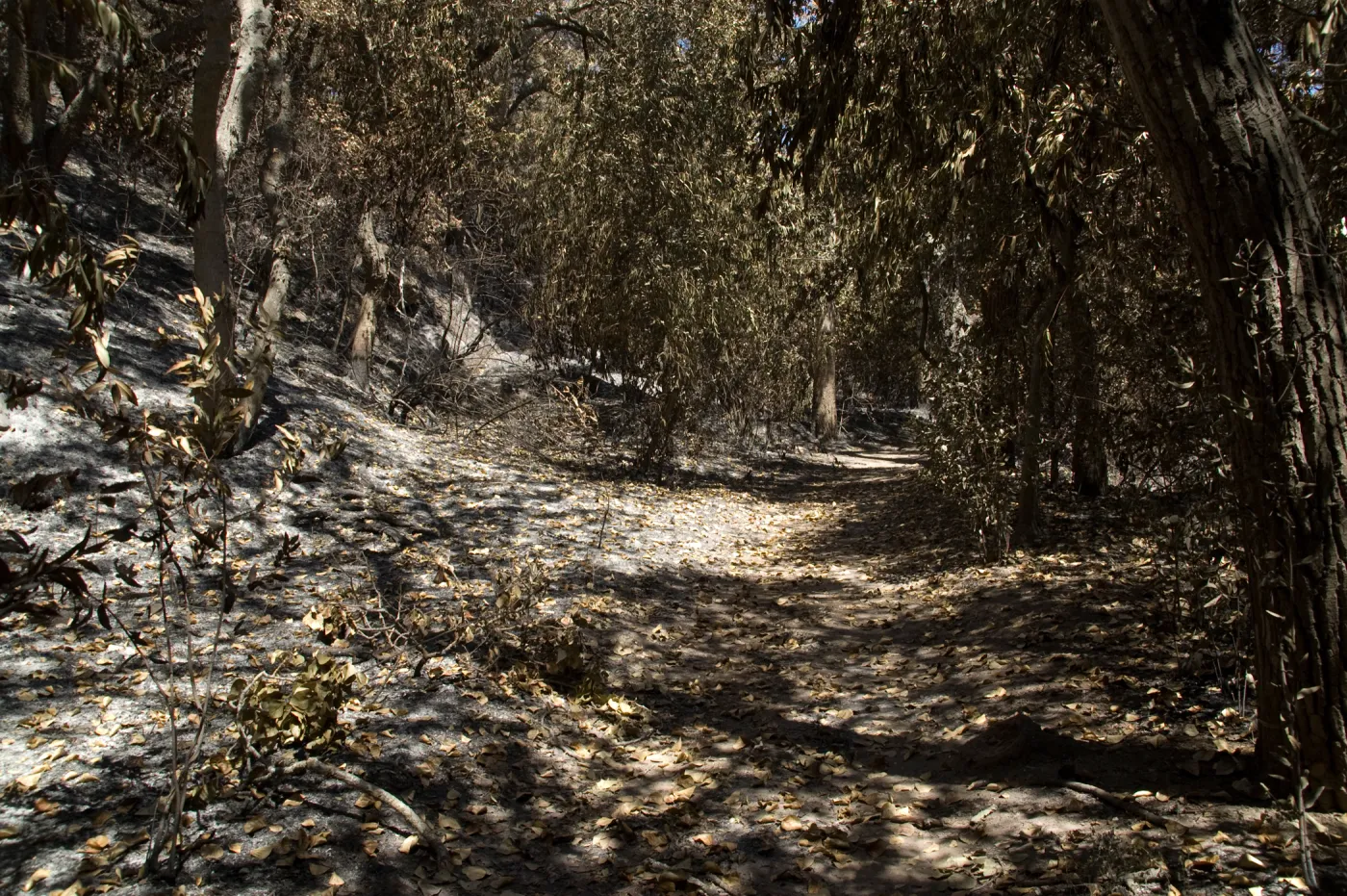 Canyon Trail after the Jesusita Fire