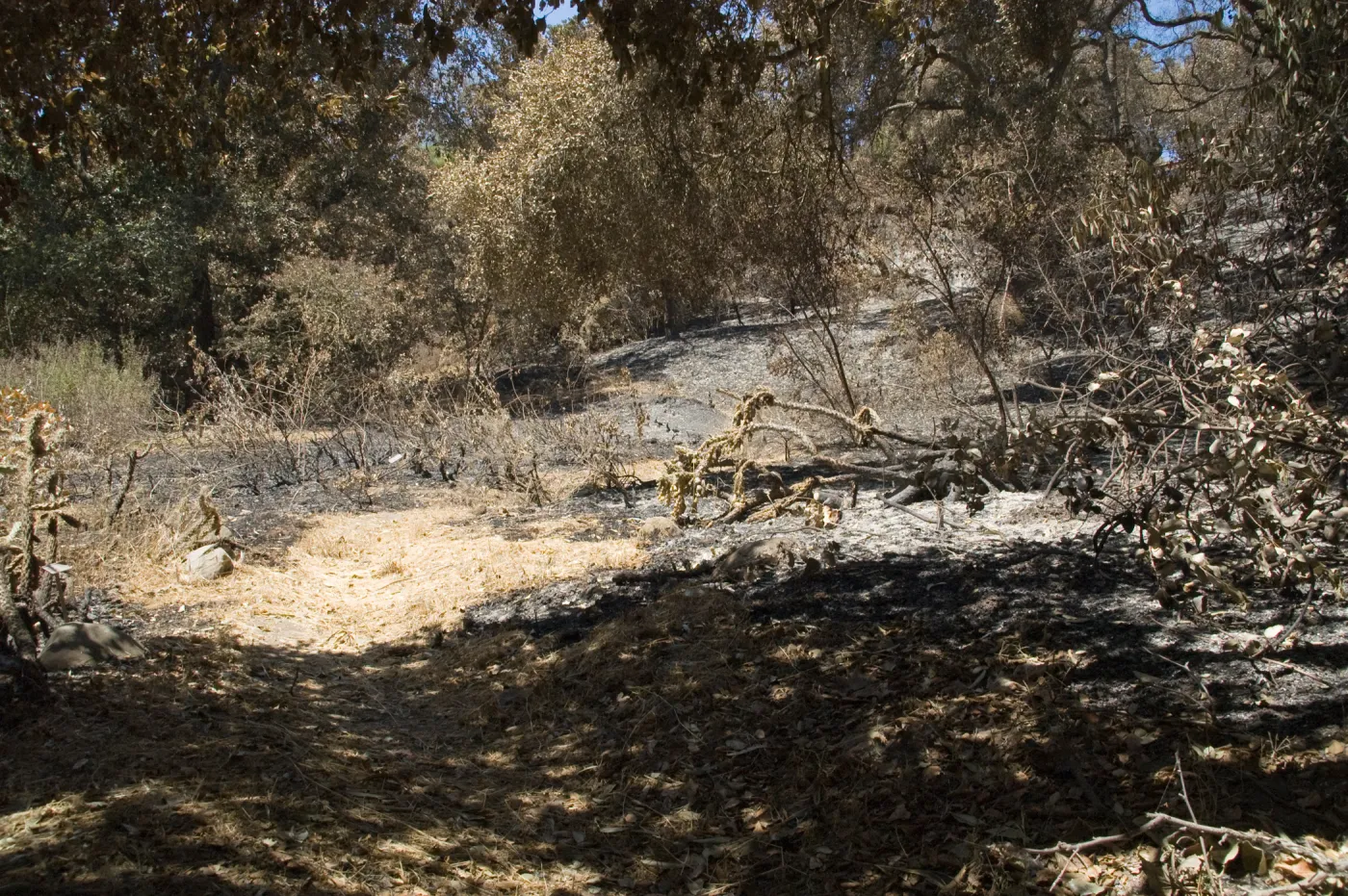 The Island Section after the Jesusita Fire