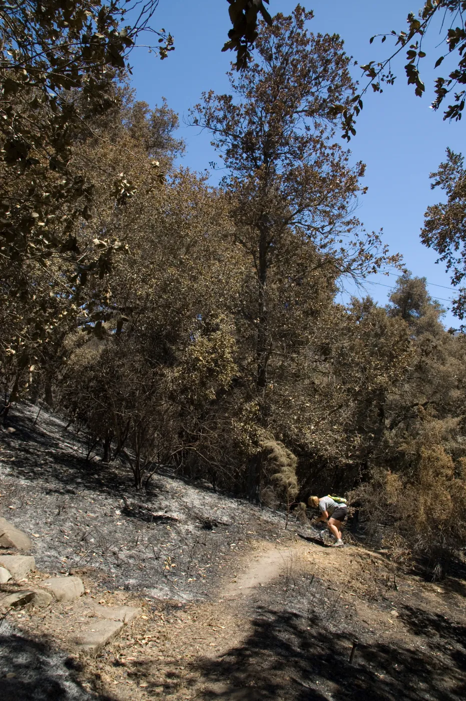 the Island Section after the Jesusita Fire