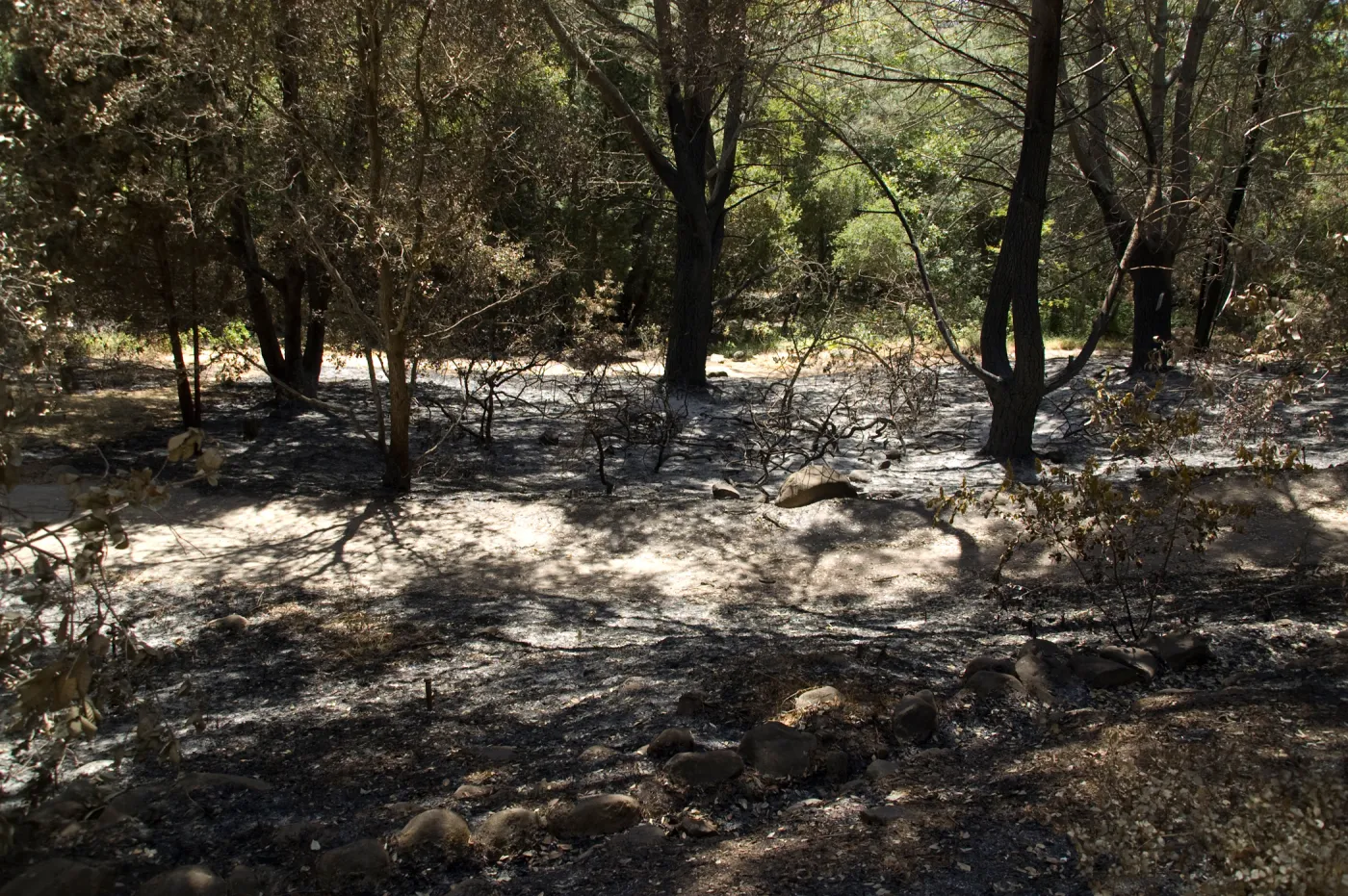 old aqueduct adjacent to Island Section after the Jesusita Fire