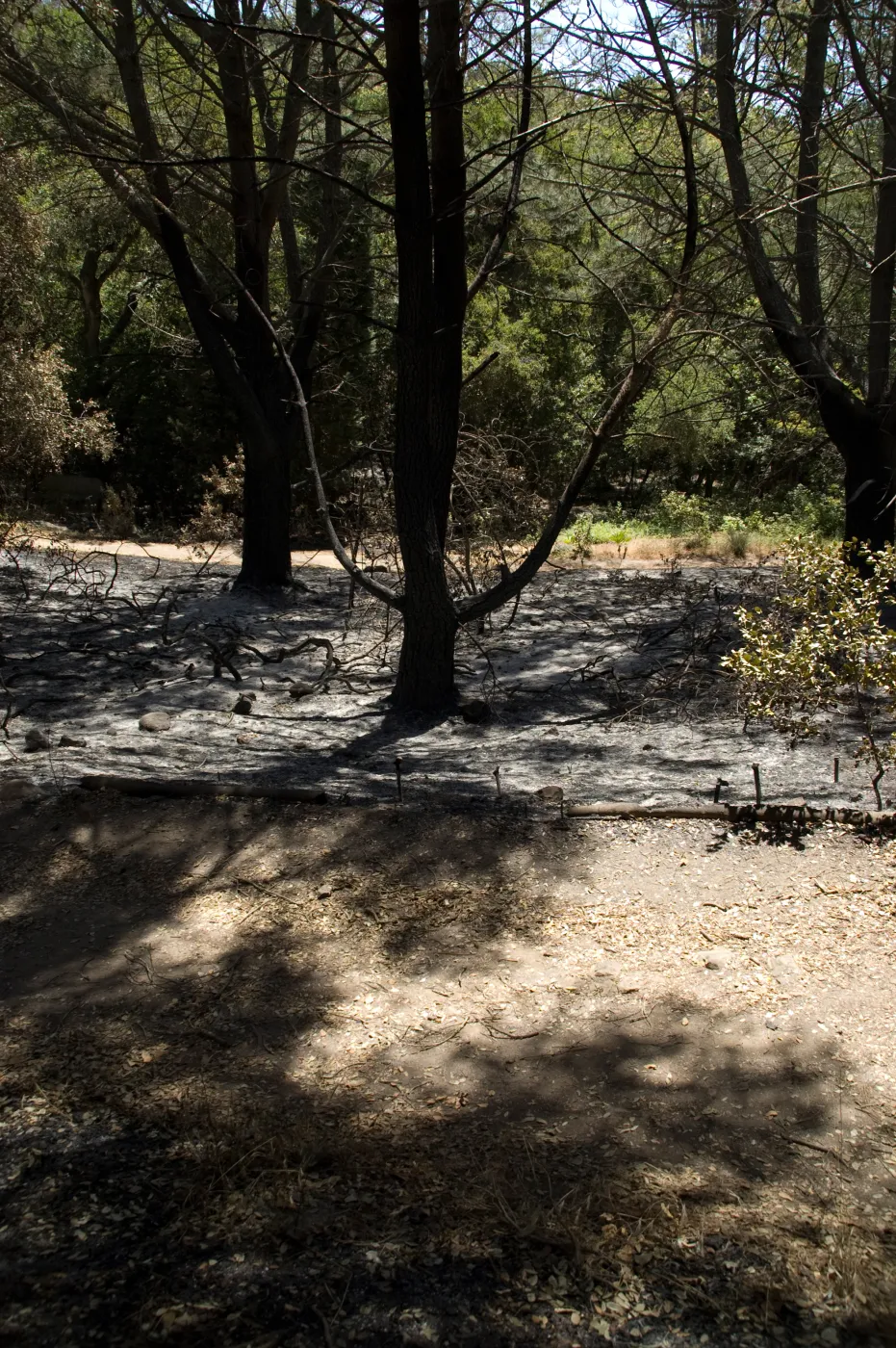 Island Section after the Jesusita Fire