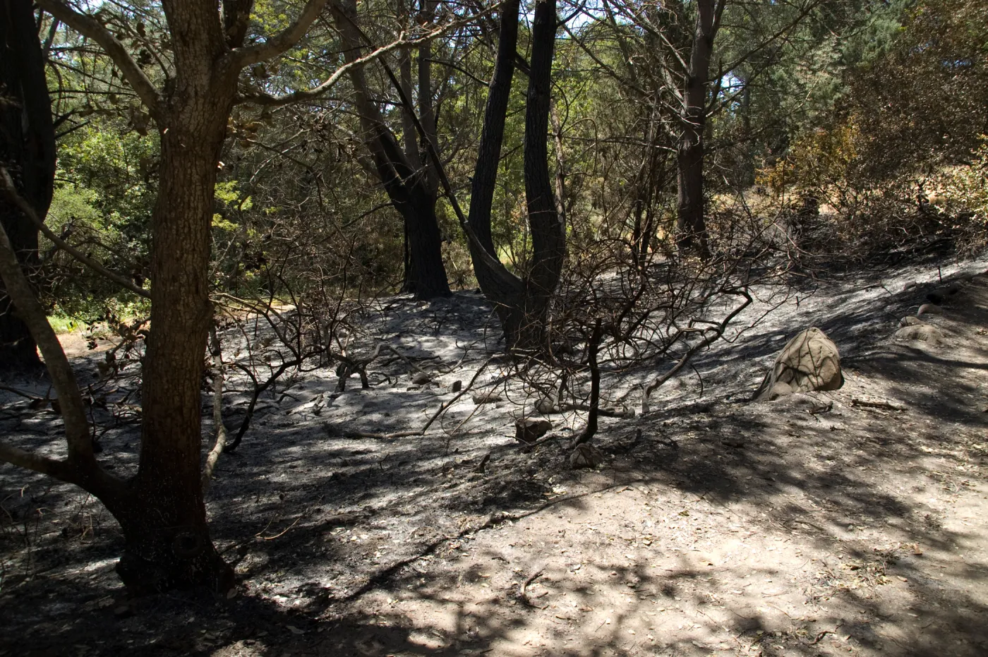 Island Section after the Jesusita Fire