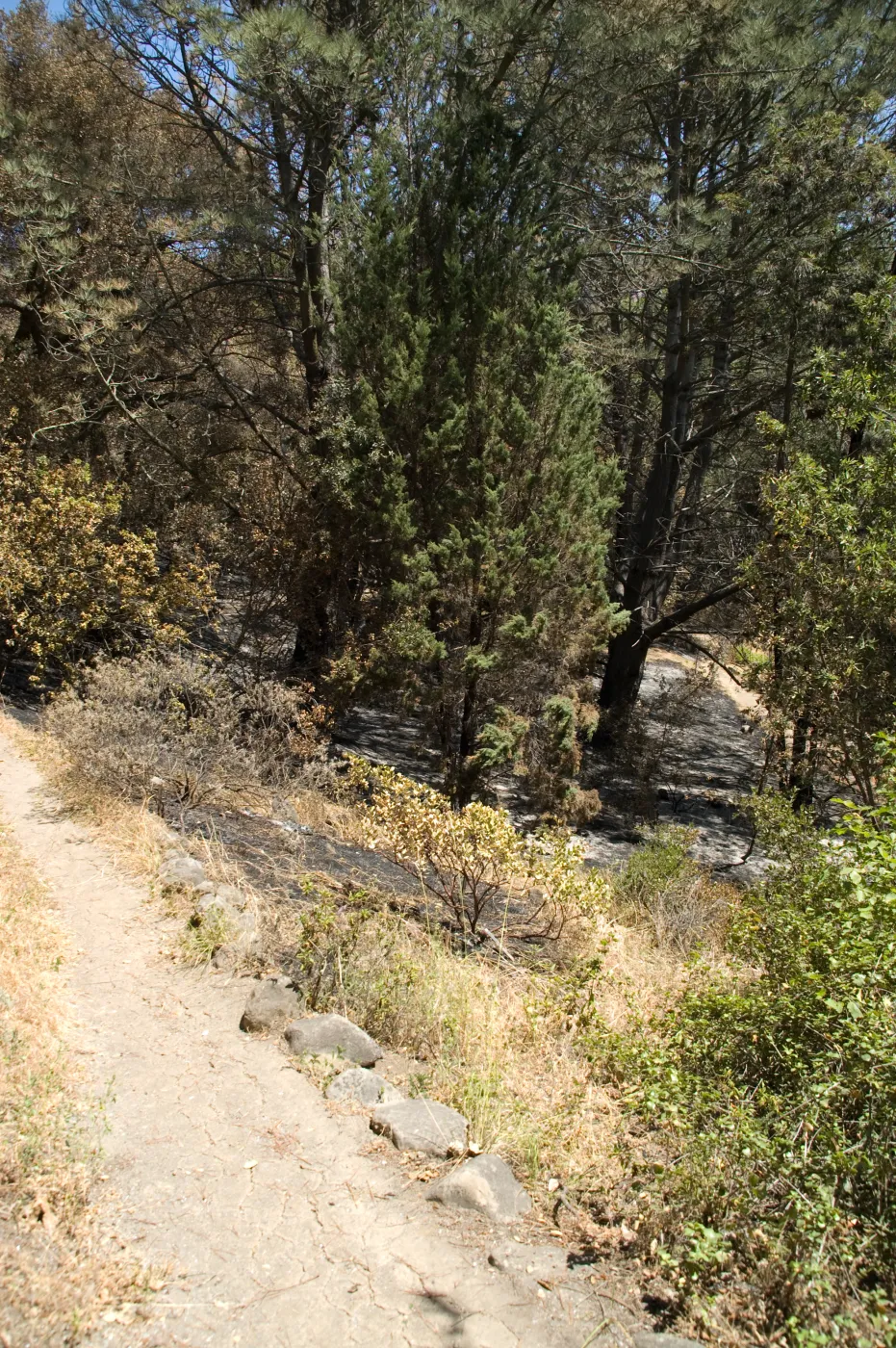 Easton Aqueduct Trail, just south of the Island Section after the Jesusita Fire
