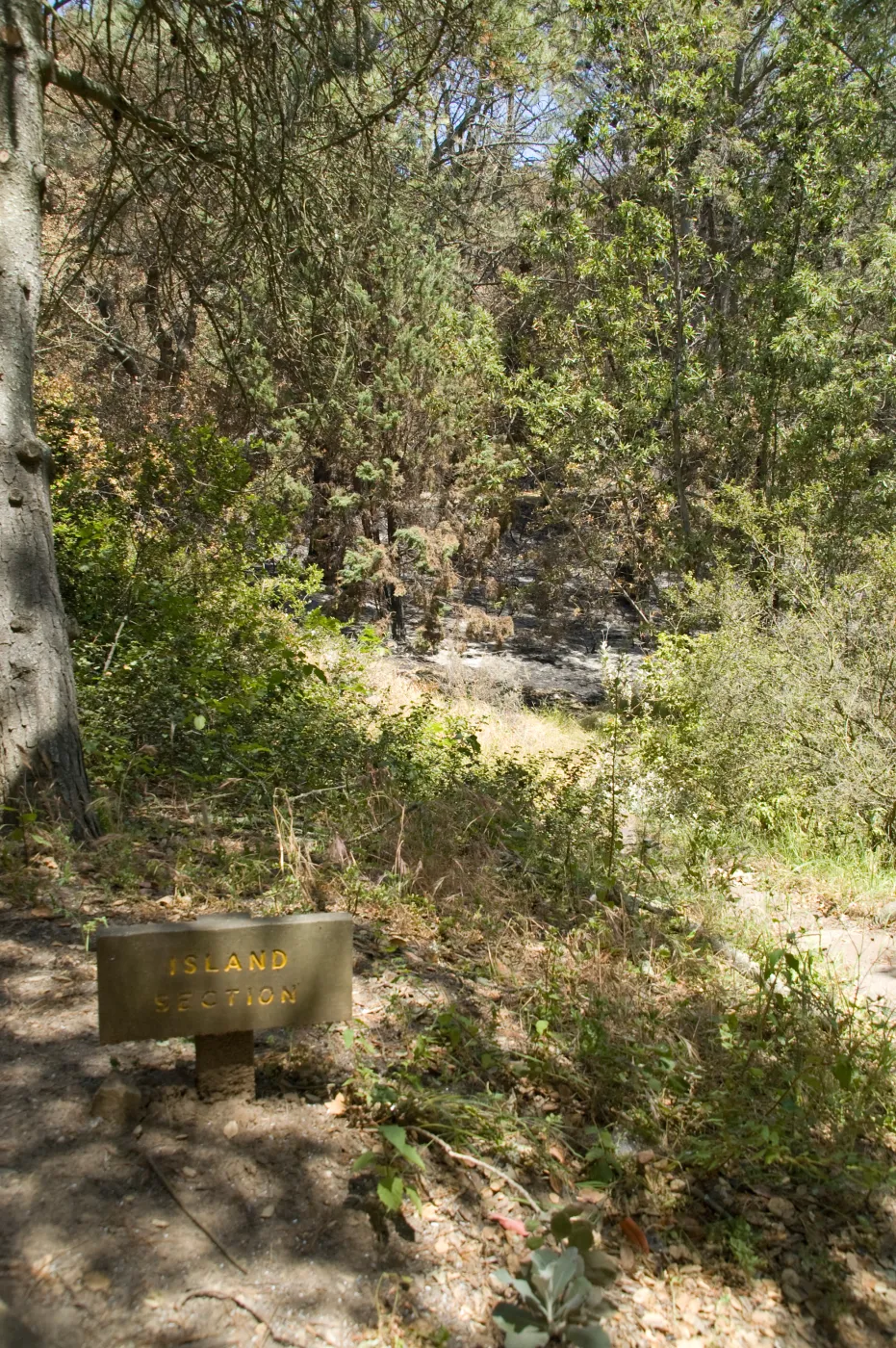 unburned Island Section sign after the Jesusita Fire