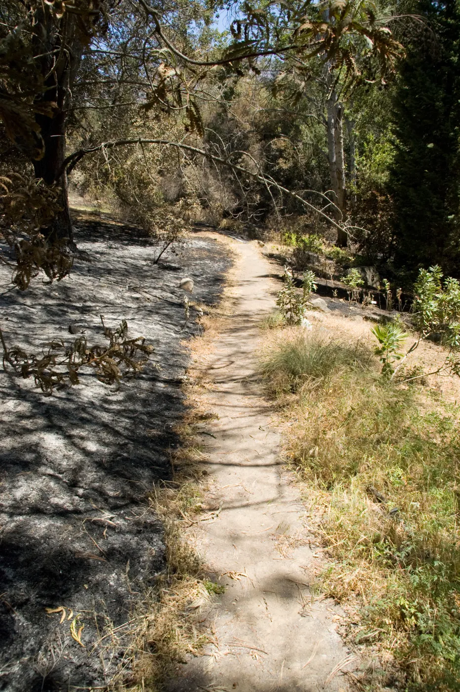 Island Section after the Jesusita Fire