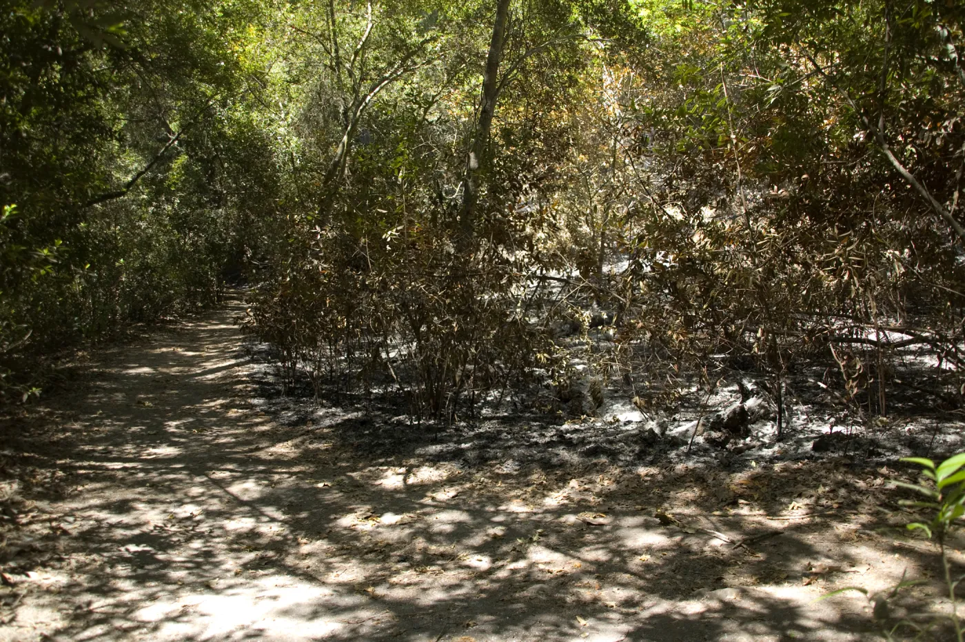 bottom of Island Section near Mission Creek after the Jesusita Fire
