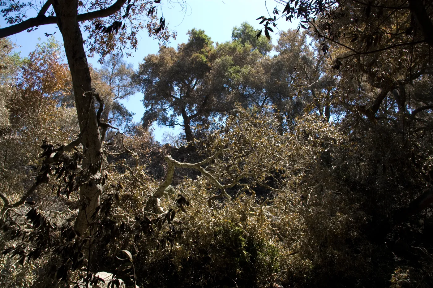 burned vegetation in Mission Canyon after the Jesusita Fire