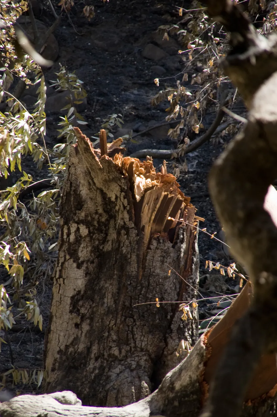 broken tree stump after high winds and the Jesusita Fire
