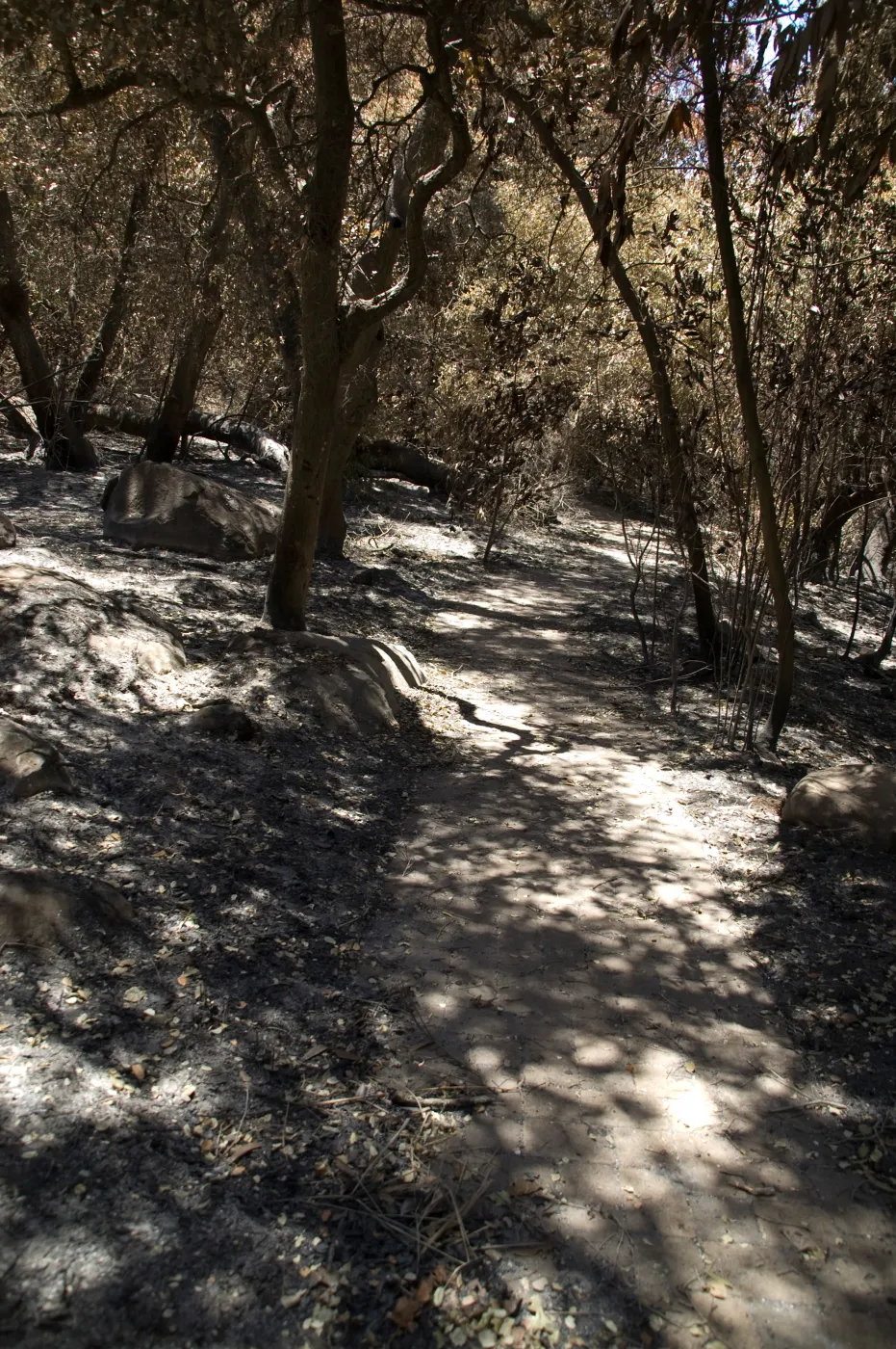 Creek Trail in Mission Canyon after the Jesusita Fire