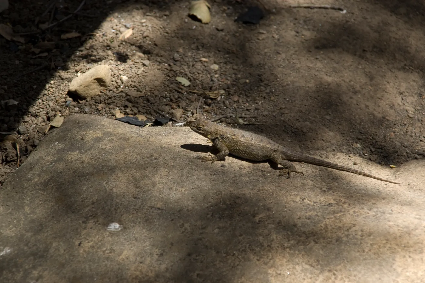 lizard, after the Jesusita Fire