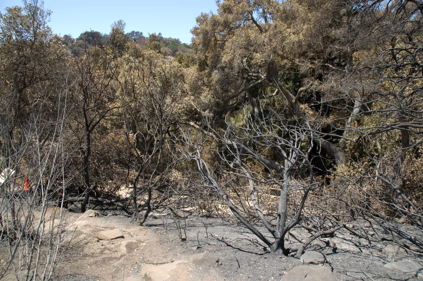 burned Woodland Trail after the Jesusita Fire