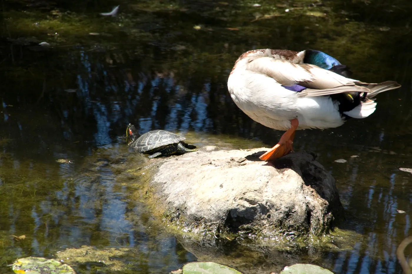 Duck and turtle in pond after the Jesusita Fire
