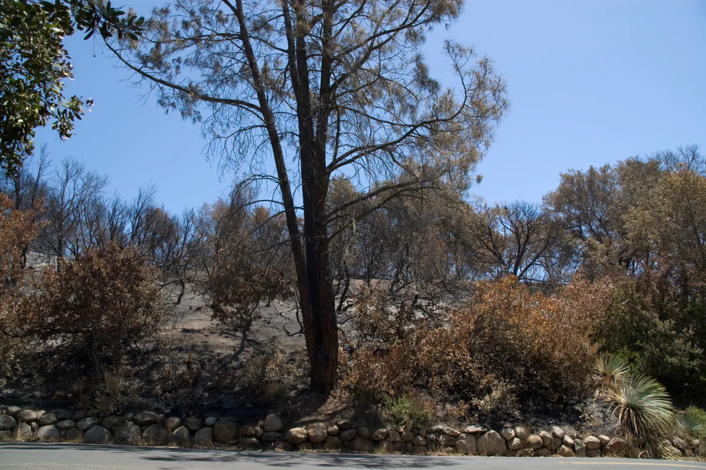 East side of Mission Cayon Road, near entrance to Porter trail, after the Jesusita Fire