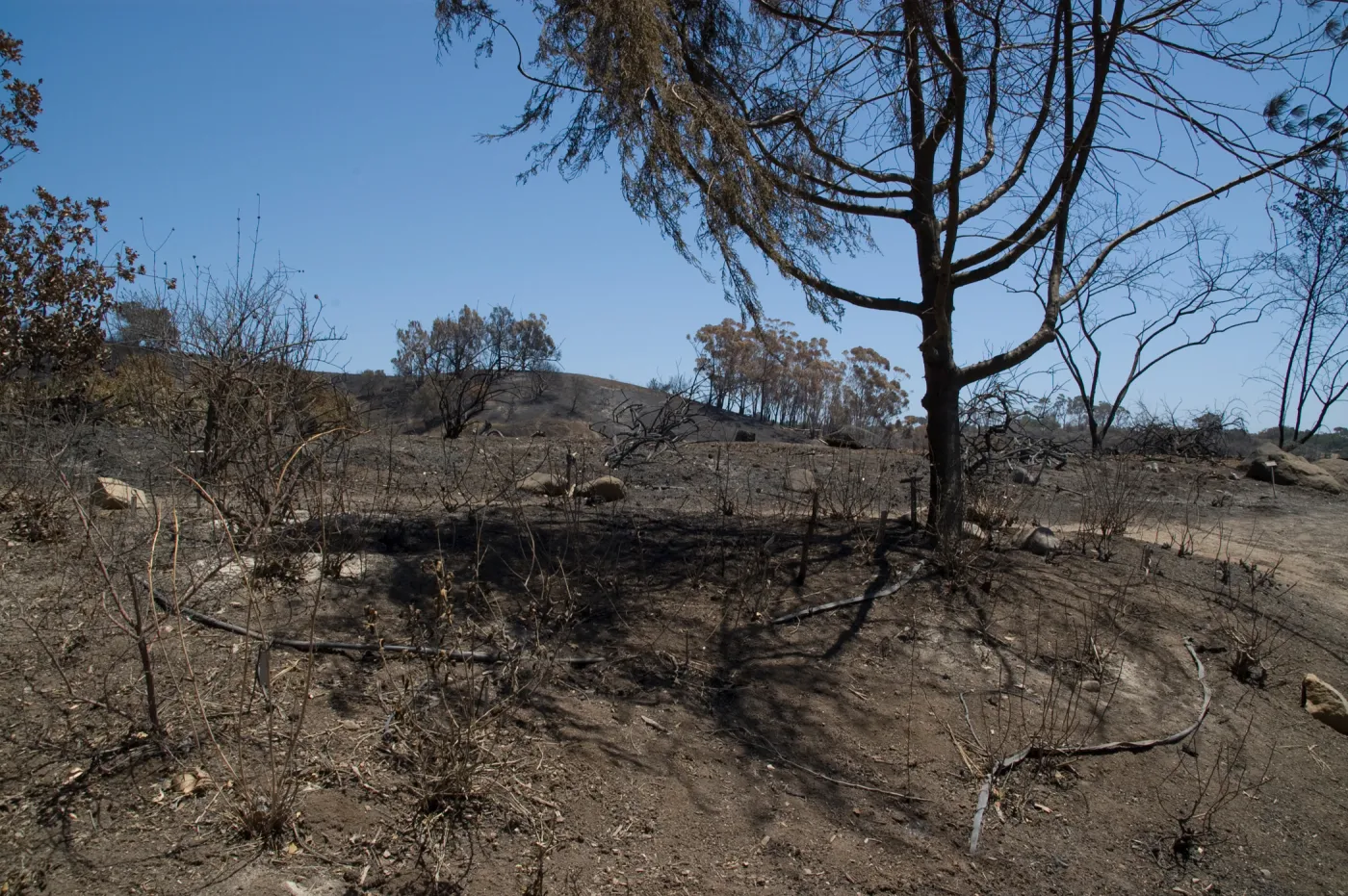 burned Porter Trail slope after the Jesusita Fire