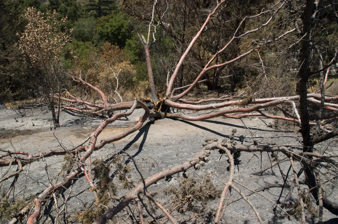 burned Cypress, Cupressus forbesii, after the Jesusita Fire