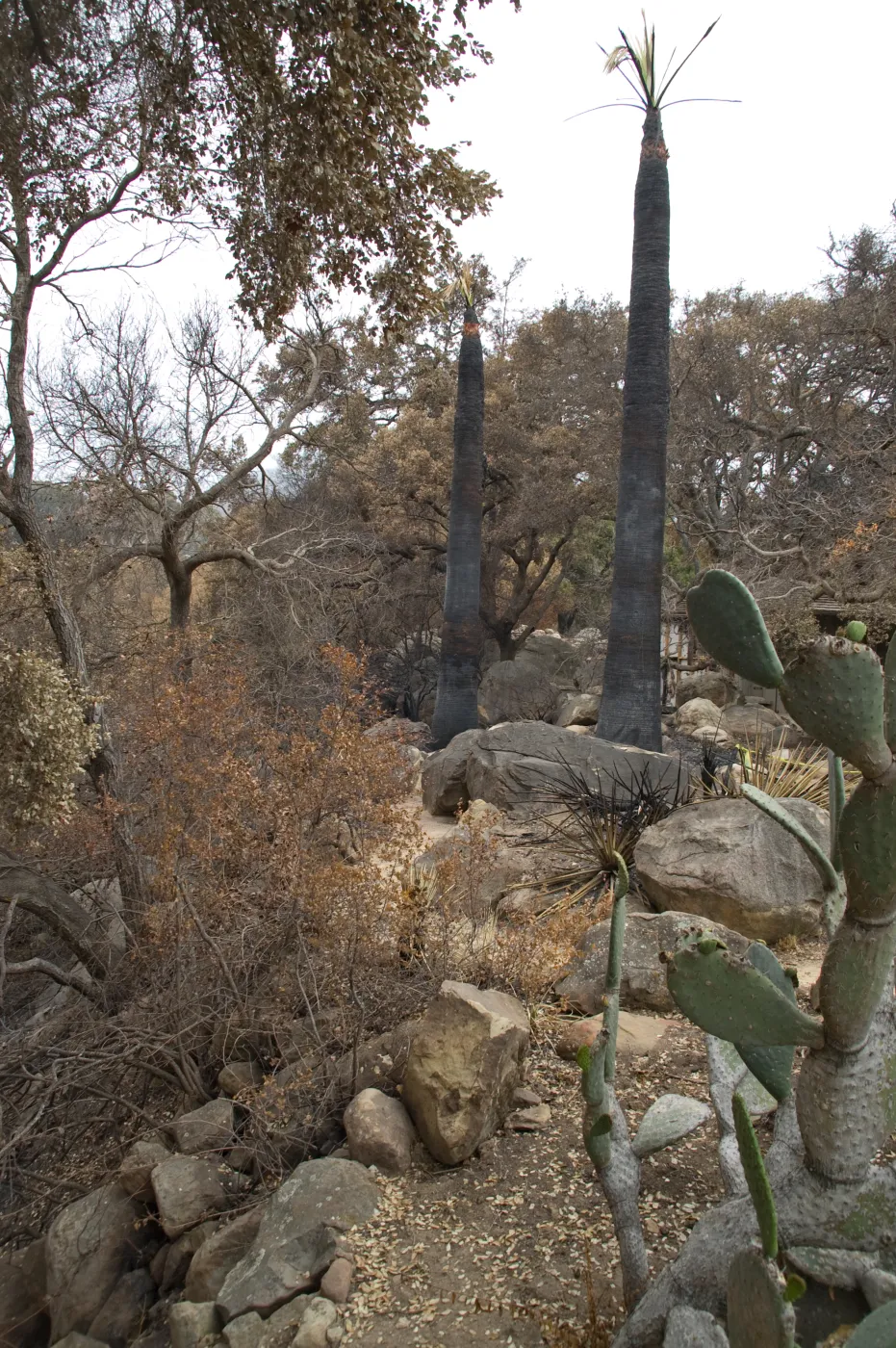 Desert Section, after the Jesusita Fire
