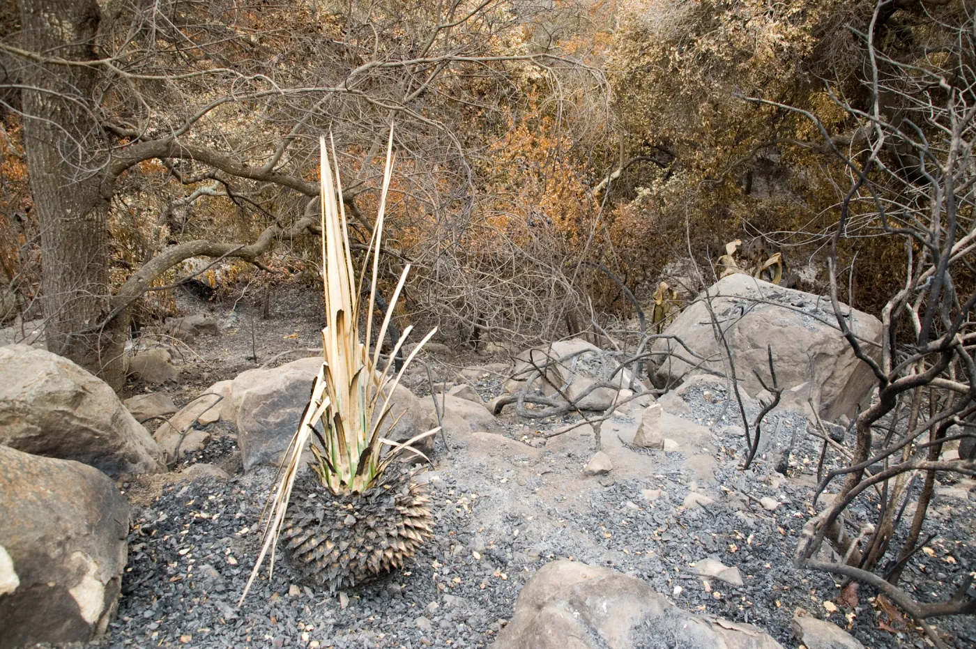 Santa Barbara Botanic Garden after the Jesusita Fire