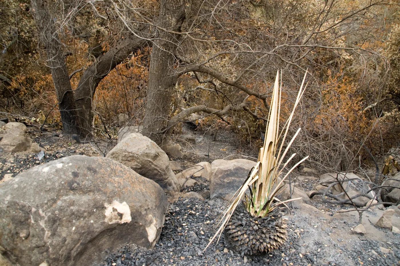 Santa Barbara Botanic Garden after the Jesusita Fire