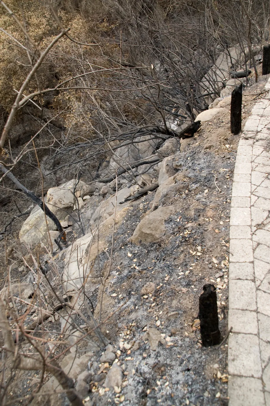 canyon slope below Campbell Trail, after the Jesusita Fire