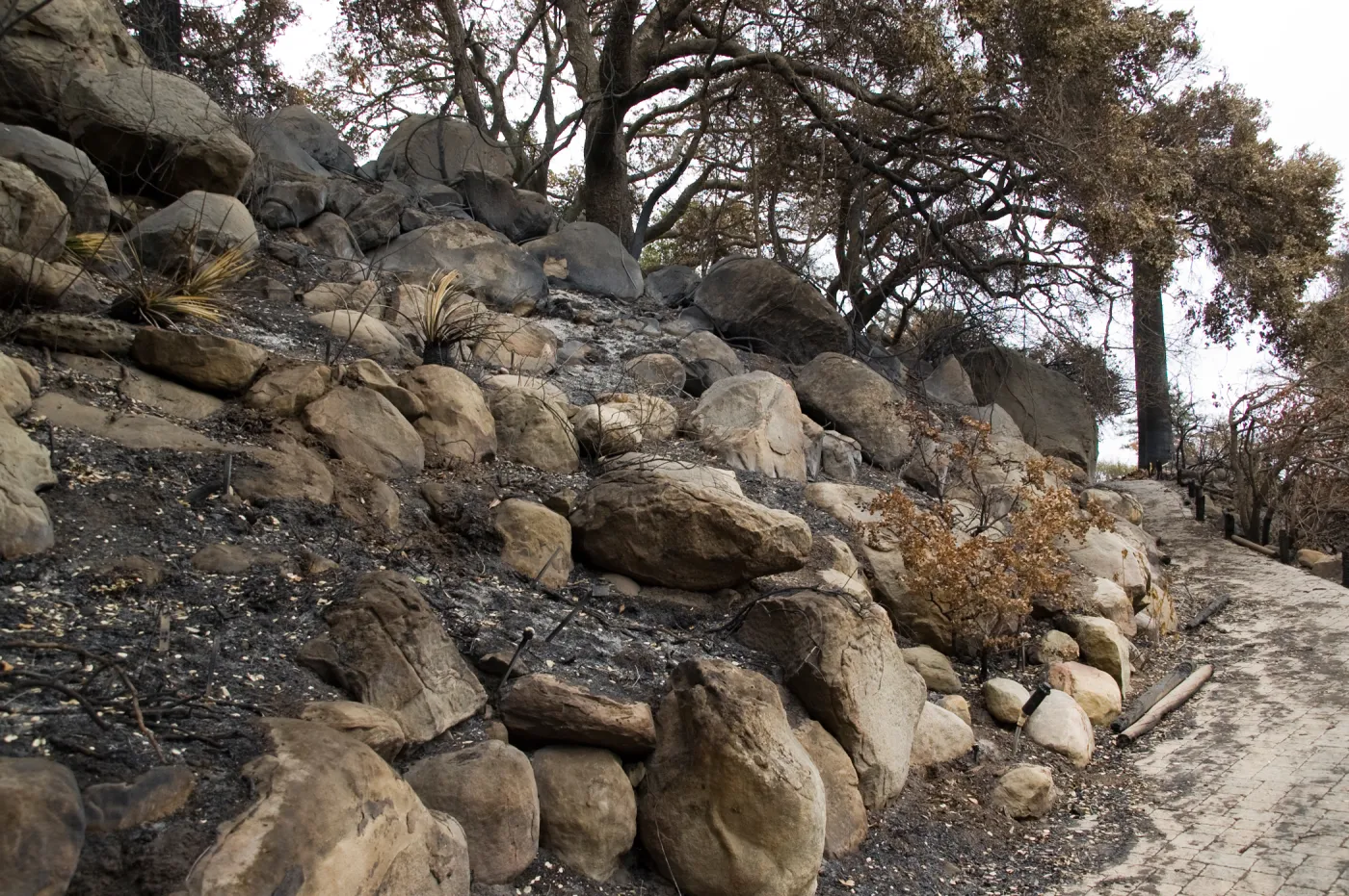Campbell Trail, after the Jesusita Fire