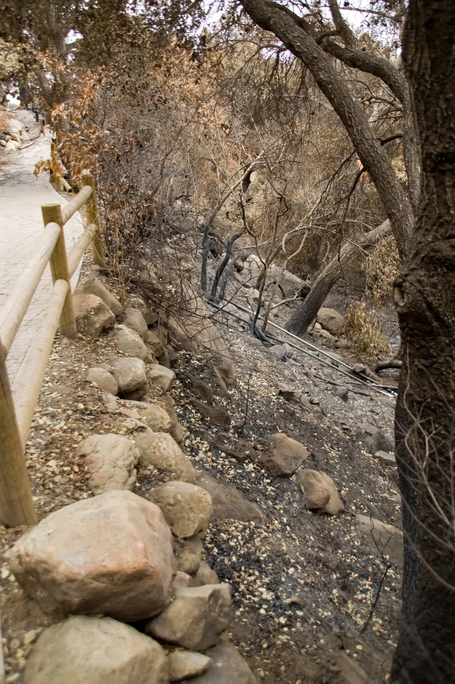 unburned railings along the Campbell Trail, after the Jesusita Fire
