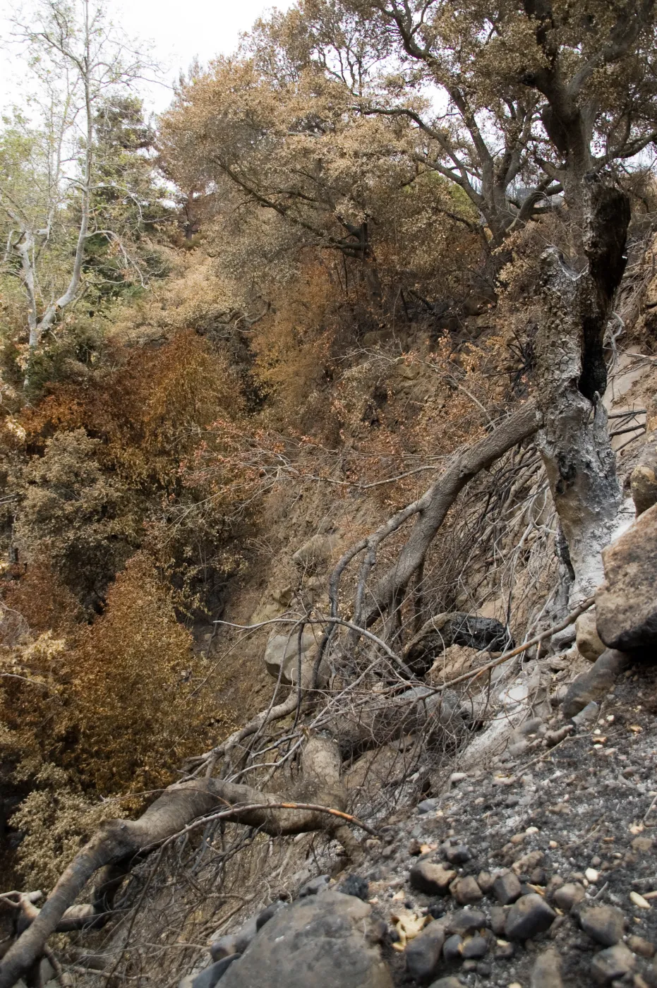 burned oak (Coastal Live Oak) on east slope of Mission Canyon, after the Jesusita Fire