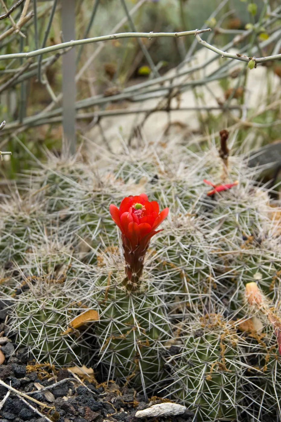 flowering cactus after the Jesusita Fire