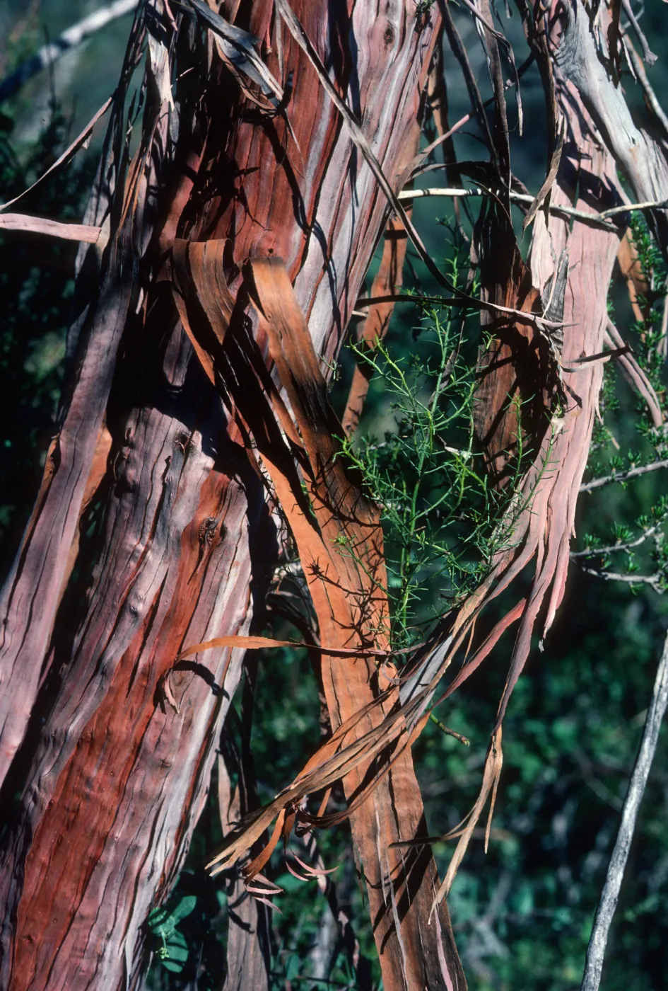 Redshanks, ribbonwood bark