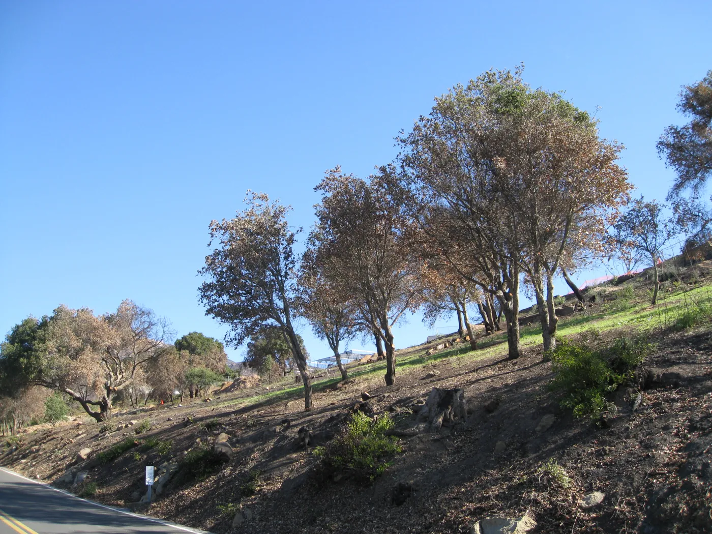 Clearing along Mission Canyon Rd after Jesusita Fire