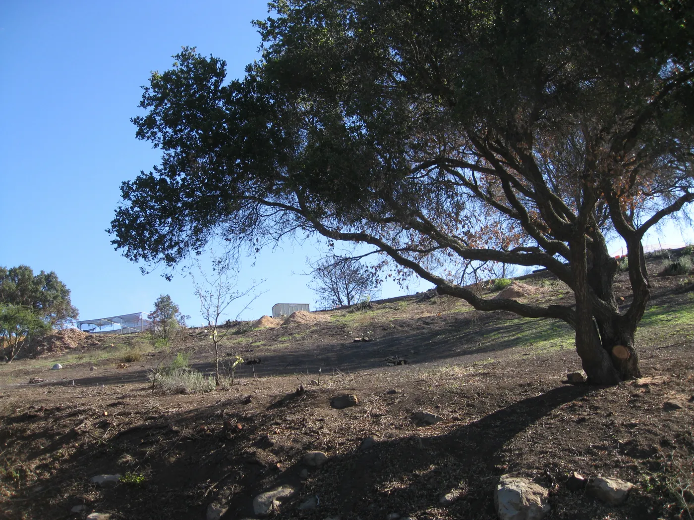 Clearing along Mission Canyon Rd after Jesusita Fire