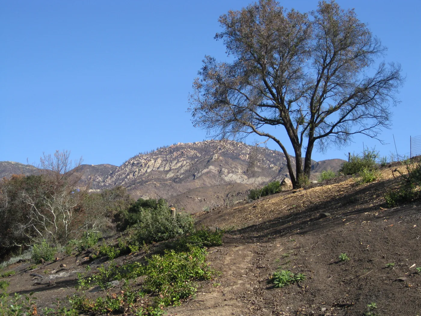 Cleared Cypress section after Jesusita Fire