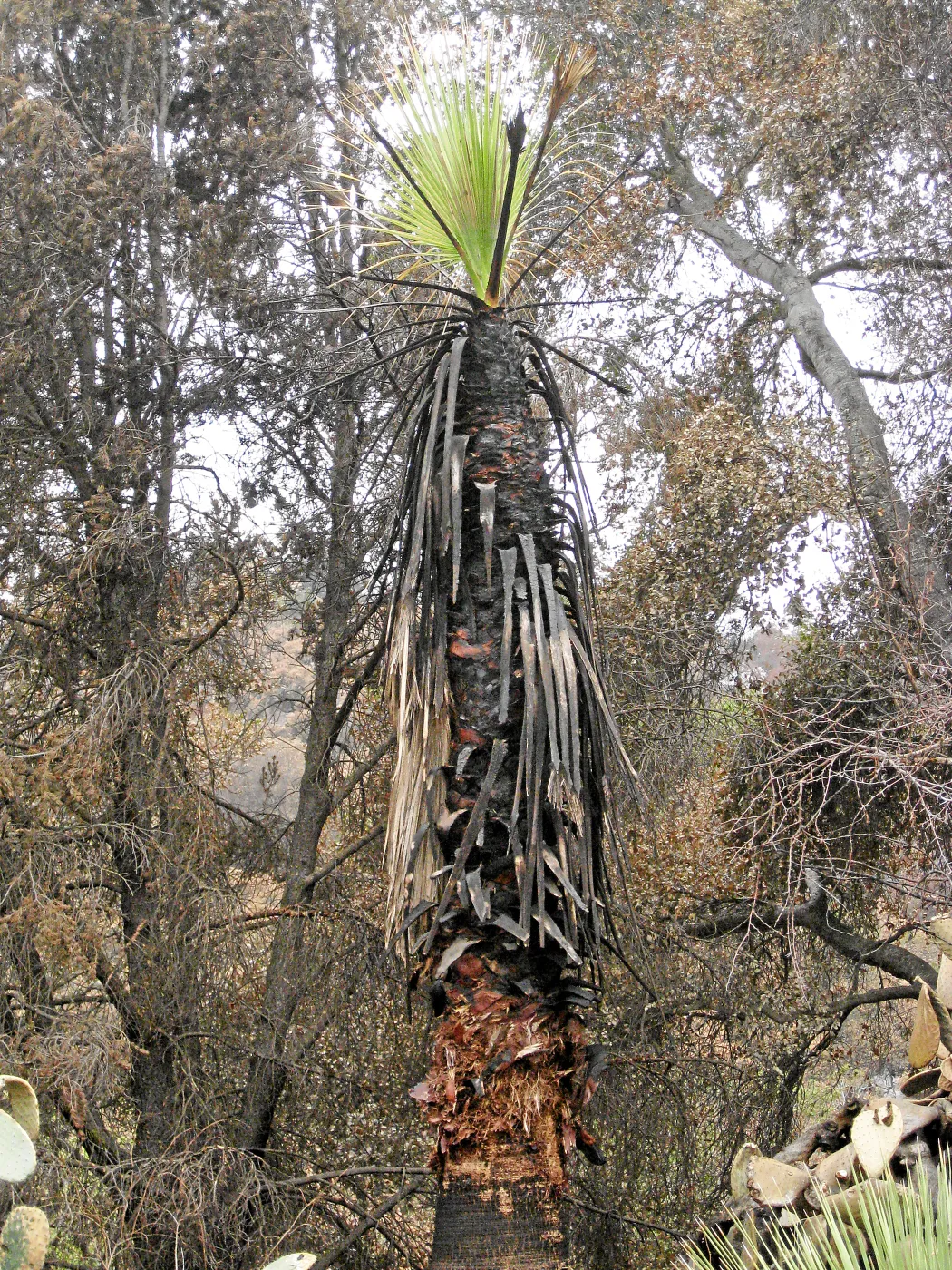 California Fan Palm resrouting after the Jesusita Fire