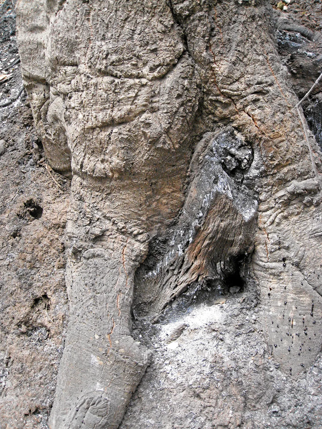 Santa Barbara Botanic Garden after the Jesusita Fire, burned tree trunk